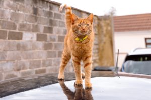 324A0263 Jenkins Dental Copy